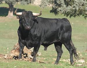 Don’t fight the Bull, Isolate it – Deliberately avoiding the evident – Remastered for 2026