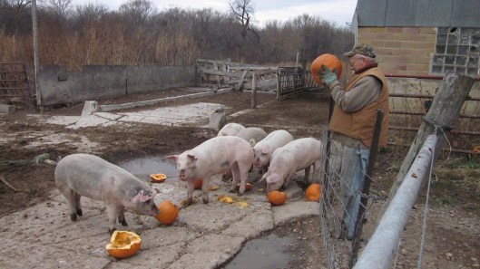 Pigs_eating_pumpkins.jpg